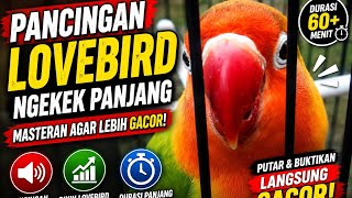 Download lagu Sekali Putar! Lovebird Langsung Ngekek Panjang & Rajin Bunyi mp3