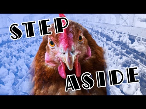 Steam Community :: Guide :: Chicken