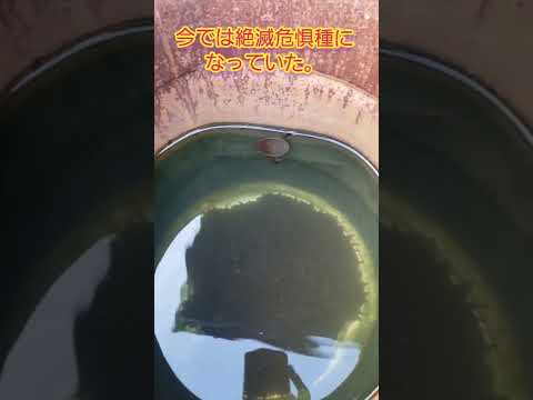 園芸 ゲンゴロウ、池の無慈悲な狩人