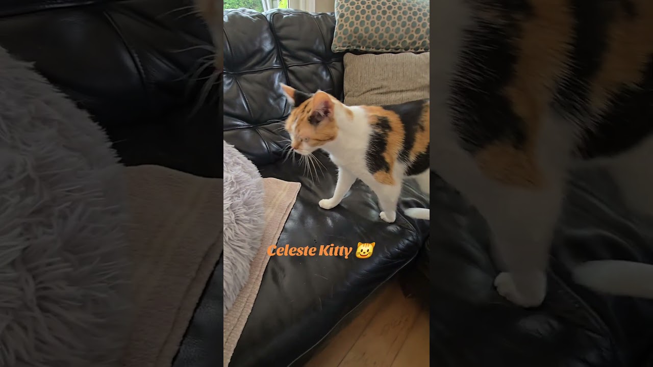 Enlarge Celeste, a Adoptable Calico in Plantation, FL video 6/6