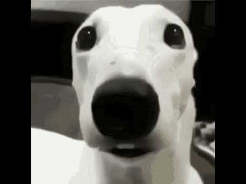 Scared dog meme #memes