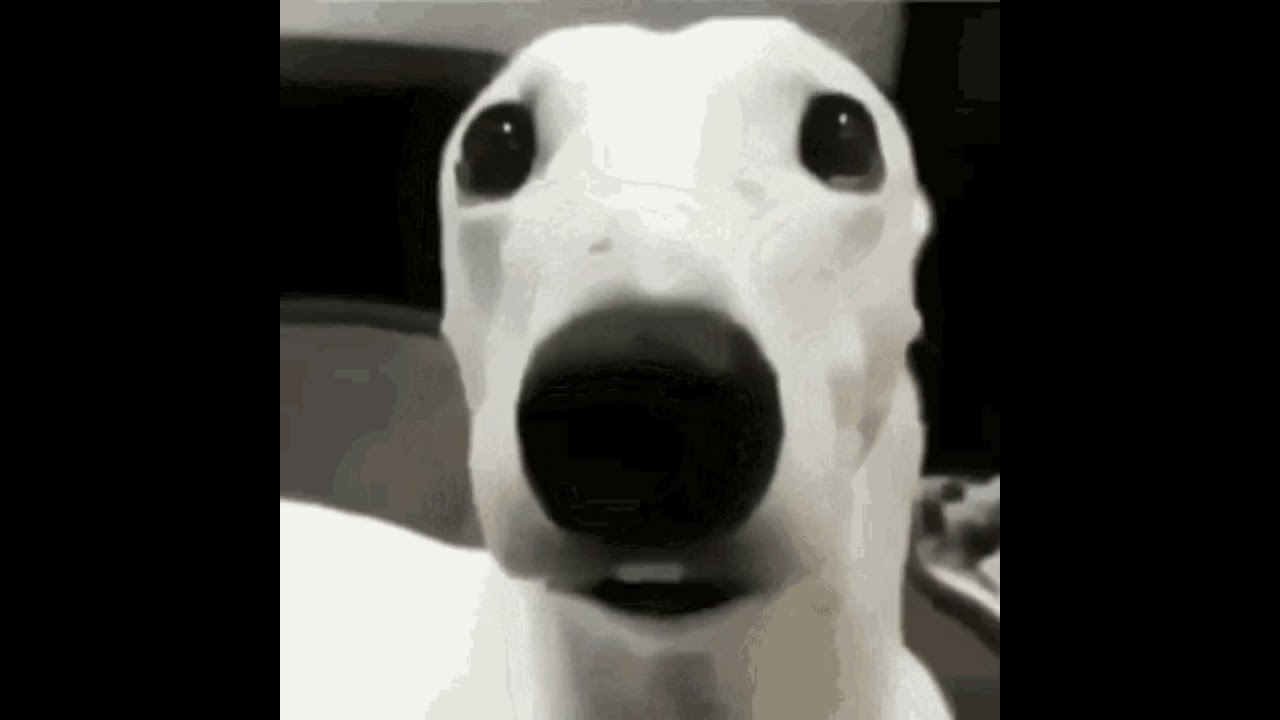 Scared dog meme #memes