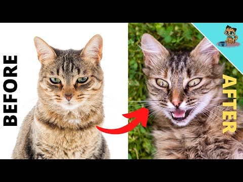 HOW TO Turn A Lonely Cat Into A Happy One (BEST Tricks)