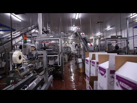 download lagu mp3 mp4 Kosher Winery Italy, download lagu Kosher Winery Italy gratis, unduh video klip Kosher Winery Italy