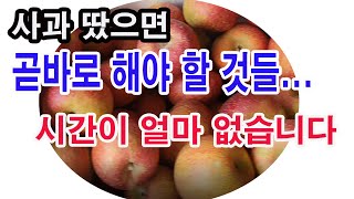 사과 땄으면 곧바로 해야 할 것들... 시간이 얼마 없습니다.(사과 재배, 사과 수확 후 감사비료 라는 질소…