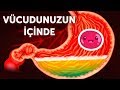 Vücudunuzun İçine Doğru Bir Yolculuk Vücudunuzun İçine Doğru Bir Yolculuk
