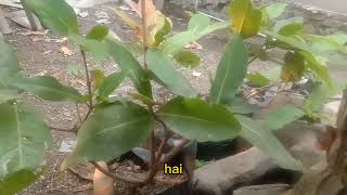Download lagu Cara menanam jambu green giant agar cepat subur dan berbuah lebat mp3