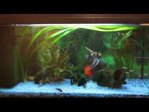 Discus aquarium (fish tank)