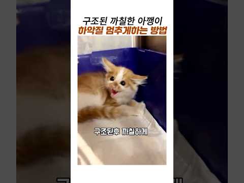 구조된 까칠한 아깽이 순해지게하는 방법#귀여운아기고양이#길고양이구조