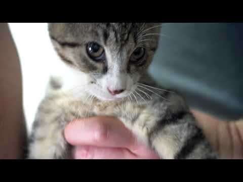 Do Cats Cry Tears Of Sadness? How To Recognize And Treat ...