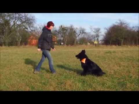 Grace z Jukasu 7 měsíců stopa, poslušnost, obrana