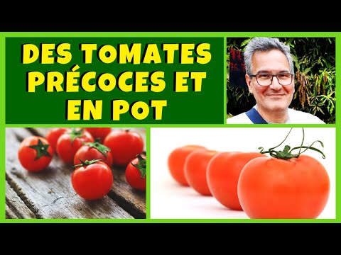 , title : '30 variétés de tomates très précoces et cultivables en pot !'
