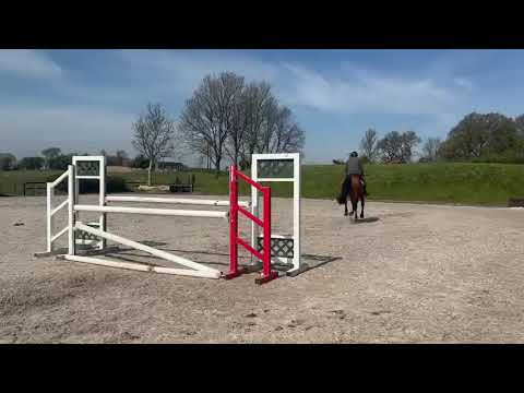 Lot 222 Goresbridge  - 15.2 Gelding - Image 2