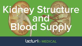 Structure and Blood Supply of the Kidneys | Anatomy