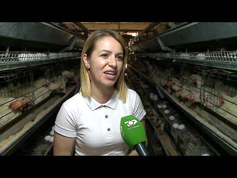 Top Channel/ Pas borxheve, fitimi/ Si e ngritën dy bashkëshortët një pulari nga hiçi