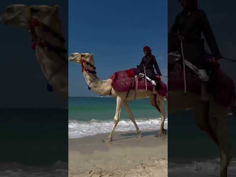 You, your bestie, Dubai✈️🐬 #shorts