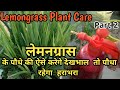 Lemongrass Plant Care and propagation ||लेमनग्रास पौधे की देखभाल || Medicinal Plant