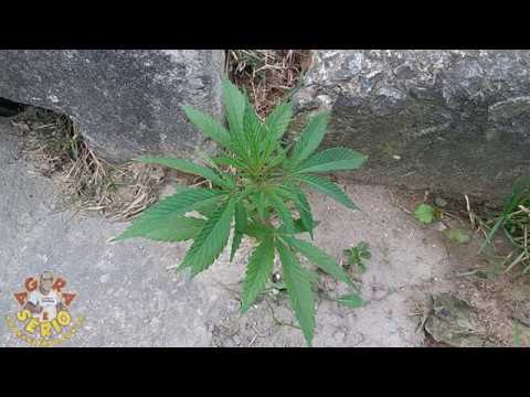 Eis que dando um role com meu mano Dudu Shitzubull me deparo com um Pé de Mandioca na sargeta da praça do Rotary. Kkkkkkk que fase.