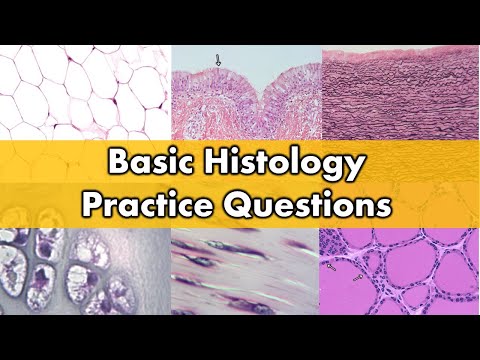 Identifying Tissues | Review and Practice