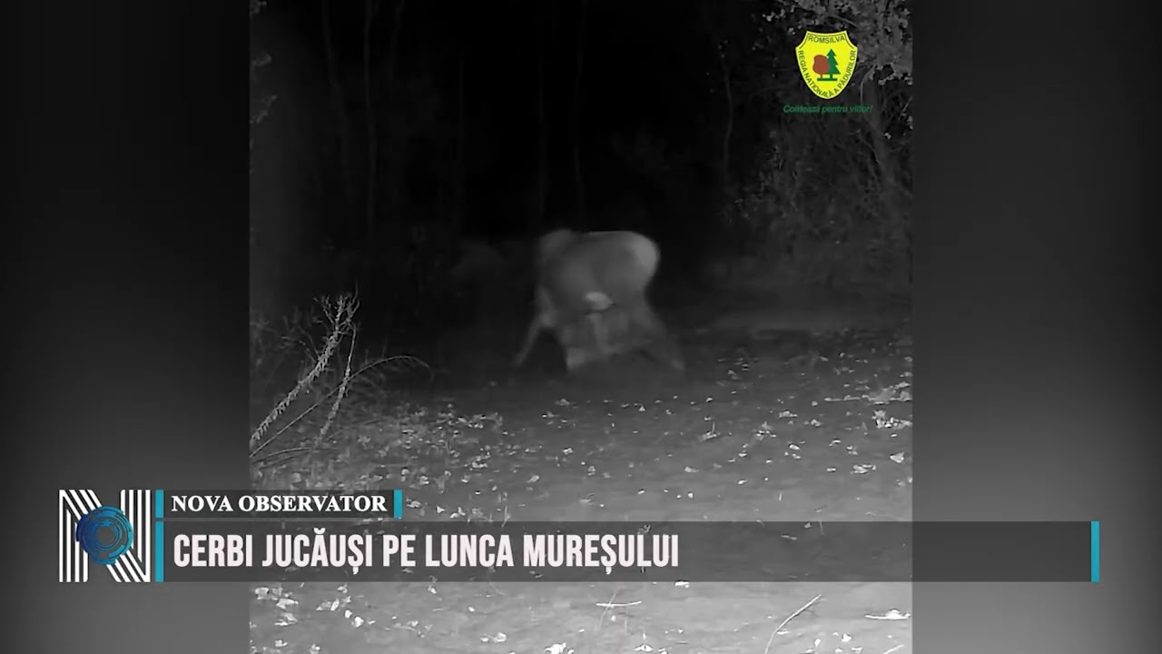 Cerbi jucăuși pe Lunca Mureșului