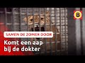 Leeuwinnen worden tijdelijk onvruchtbaar gemaakt | Omroep Brabant