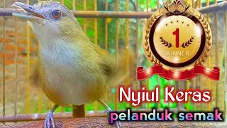 Download lagu siulan keras pelanduk semak pancingan dan masteran suara khas yang bikin burung makin berkelas. mp3 Download lagu siulan keras pelanduk semak pancingan dan masteran suara khas yang bikin burung makin berkelas. mp3