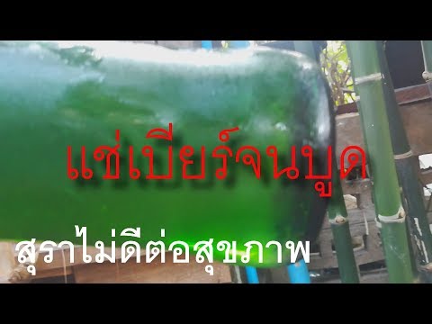 ความคิดเห็นของคน Impaza กระเจี๊ยวขนาดใหญ่ในเล็ก ๆ น้อย ๆ Picea โป๊