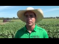 Soybean School Soybeans Relationship Status With Phosphorous It S Complicated