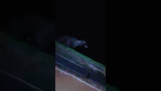 Download lagu Suara Musang di malam hari mp3 Download lagu Suara Musang di malam hari mp3