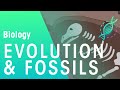 Fossils & Evidence For Evolution | Evolution | Biology | FuseSchool