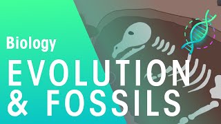 Fossils & Evidence For Evolution | Evolution | Biology | FuseSchool