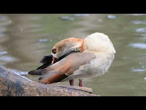Egyptian Goose Call Video: Bird Songs North America-Peaceful Nature Sounds