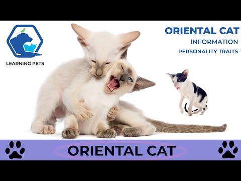 Oriental Cat Breed  Information and Personality Traits