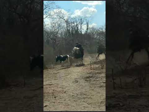 Pega de Boi no mato em Ouro Branco Alagoas 🐂 🏇🏇