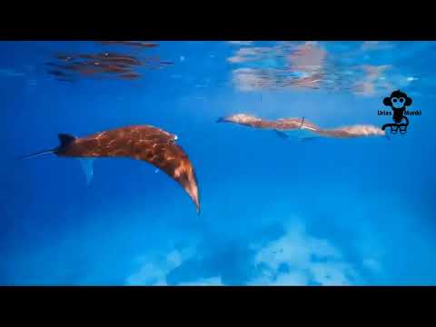 DuoViolins Feat Emilie Duval - Voyage