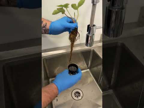 How I Grow Hydroponic Strawberries! #hydroponics #strawberry #gardening