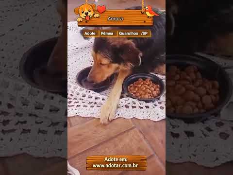 Vídeo de Amora 