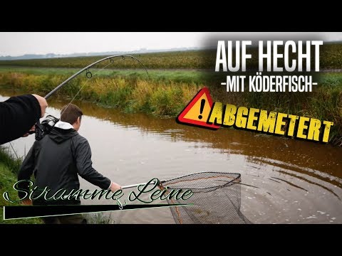 METER+ HECHT auf KÖDERFISCH - HECHTANGELN mit POSE