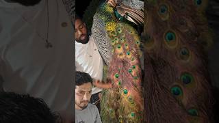 Fizeram alguma coisa com o pavão dele