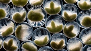 Once a Spawn a Time: Horseshoe Crabs Mob the Beach | Deep Look