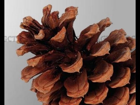 Module 4: Quantitative Genetics - Conifer Translational Genomics Network