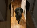 犬の動画 509