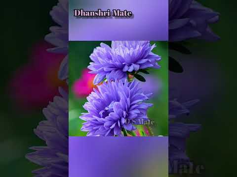 #purple colour flowers/#flowers /#flower art/#nature video/#flowers/#dhanshrimate
