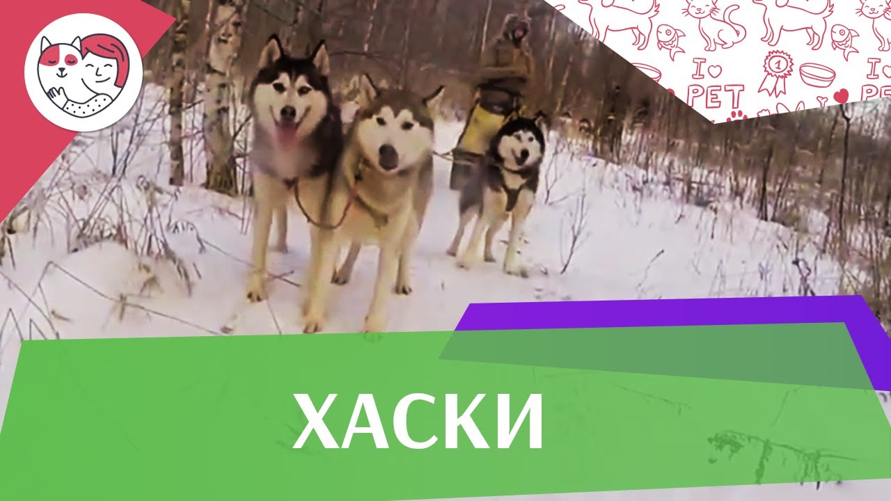 Хаски Внешний вид на iLikePet