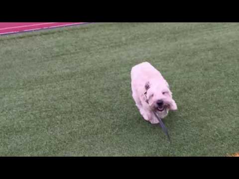 2016 07 10 zoomies