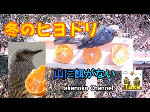 庭の鳥にいつ餌を与えるかについての指示法