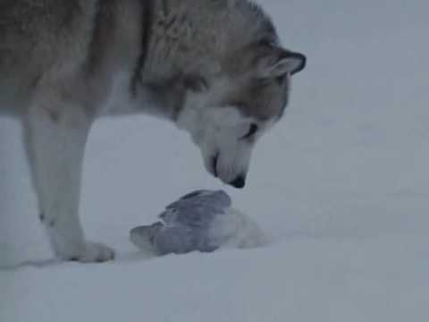 Gregorian Moment of Peace vs antarktika