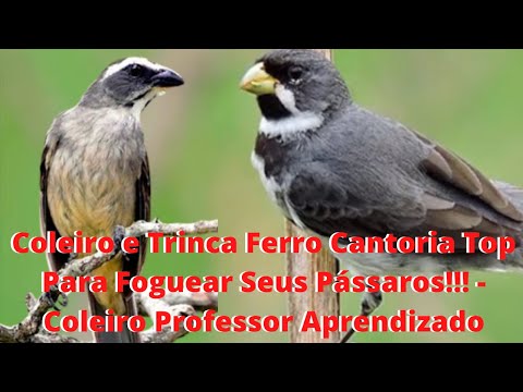 Coleiro e Trinca Ferro Cantoria Top Para Foguear Seus Pássaros!!!   Coleiro Professor Aprendizado