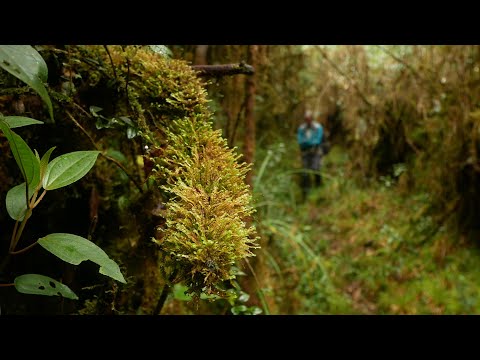 Bolivien. Bolivia. Yunga Cruz Trail. Pre-columbian trek from Chuñavi to Ocobaya/Chulumani.