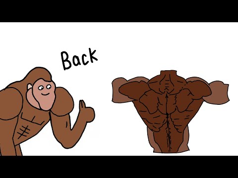 How To Get Big Back Explained By Ape